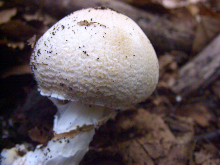 anche questa � amanita?